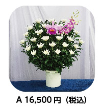 生花:菊A